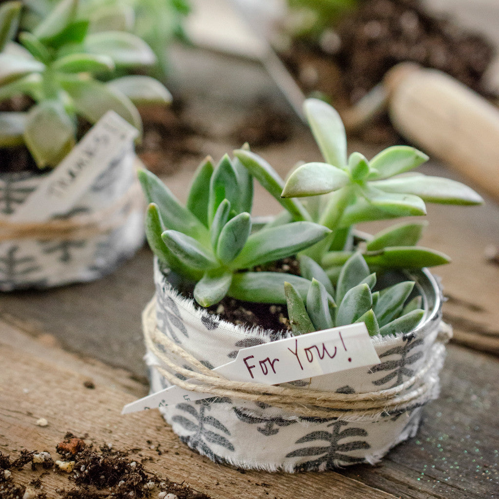 succulents in cans Recycled Cat-Food Container Succulents