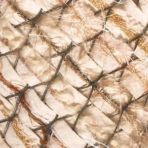 Shell Collection Project by Mona Gettmann
