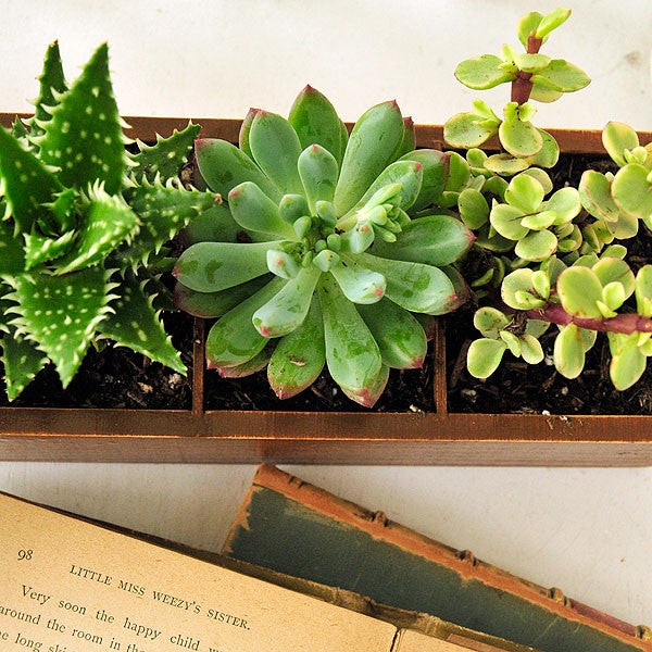 Bloom Where You're Planted DIY Project