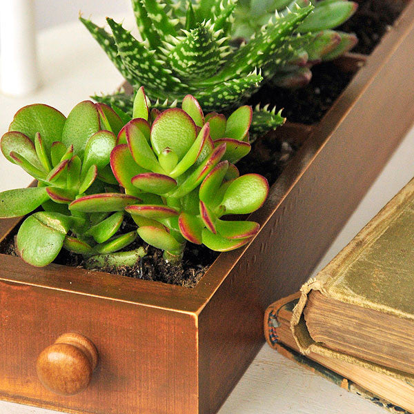 Bloom Where You're Planted DIY Project