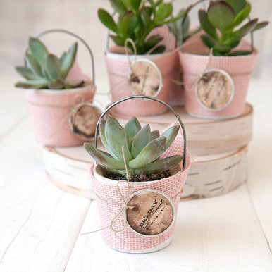 Rustic Burlap Succulent Favors