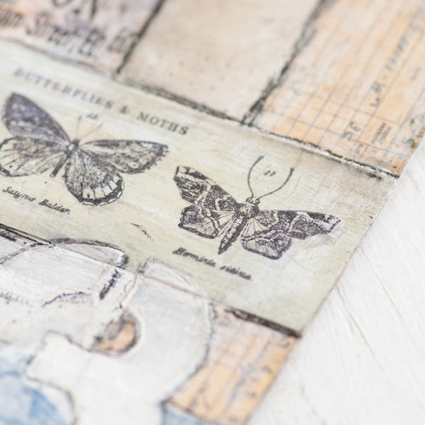 Papillon Canvas Project