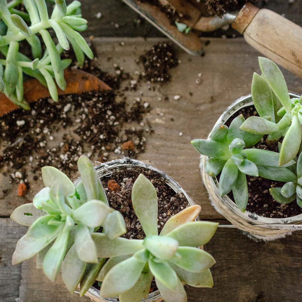 Rescued from the Recyling Bin Succulent Thank-You Gifts