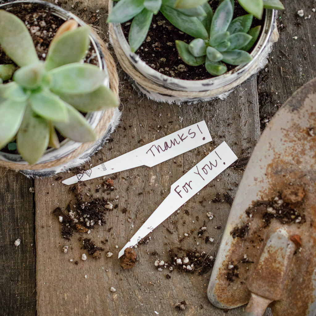Rescued from the Recyling Bin Succulent Thank-You Gifts