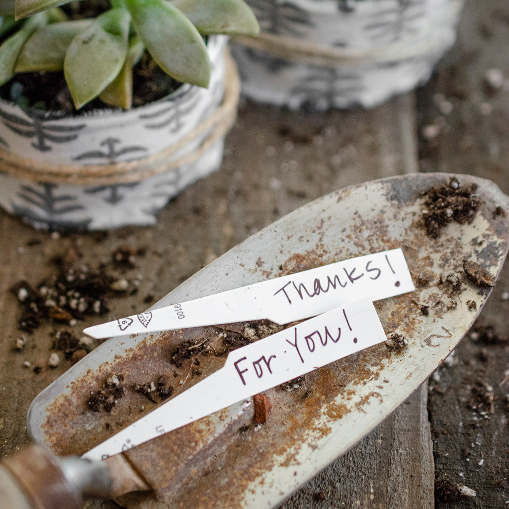 Rescued from the Recyling Bin Succulent Thank-You Gifts