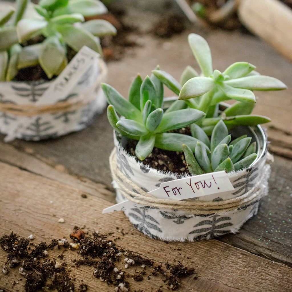 Rescued from the Recyling Bin Succulent Thank-You Gifts