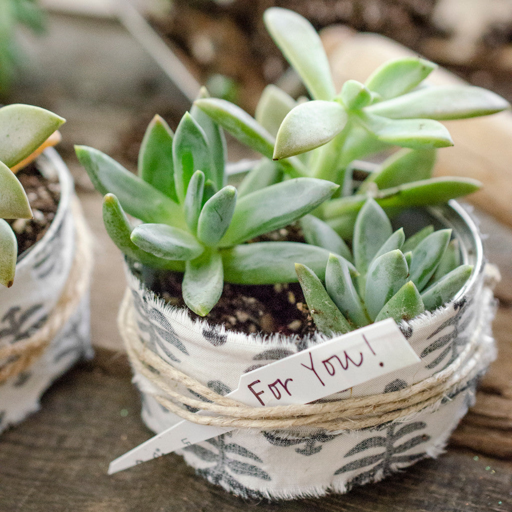 Rescued from the Recyling Bin Succulent Thank-You Gifts