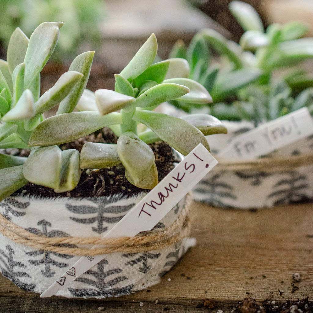 Rescued from the Recyling Bin Succulent Thank-You Gifts