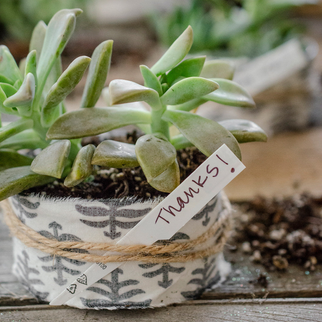 Rescued from the Recyling Bin Succulent Thank-You Gifts