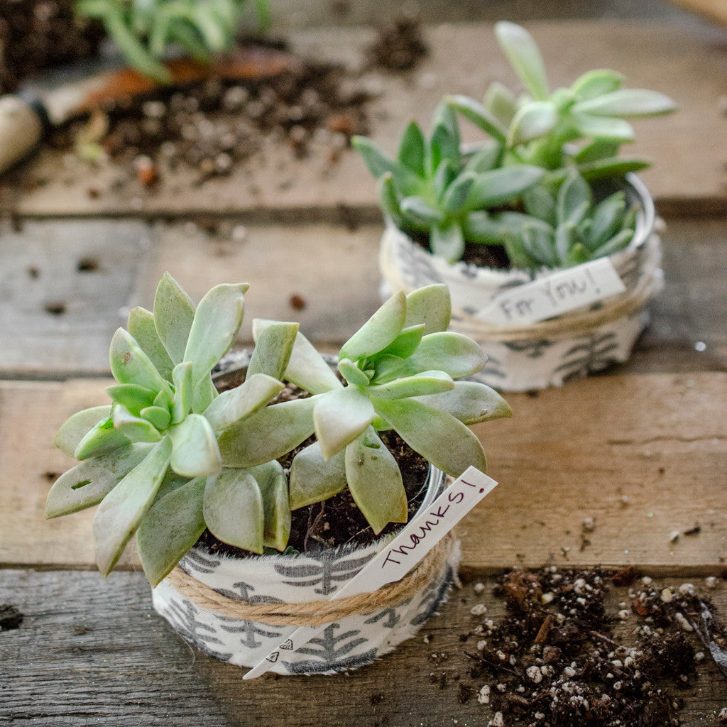 Rescued from the Recyling Bin Succulent Thank-You Gifts