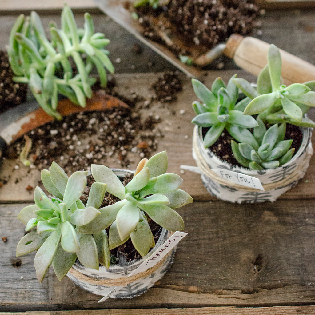 Rescued from the Recyling Bin Succulent Thank-You Gifts