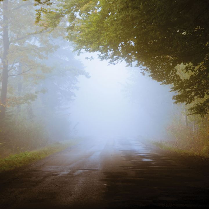 Misty Morning Tree Canopy Photo