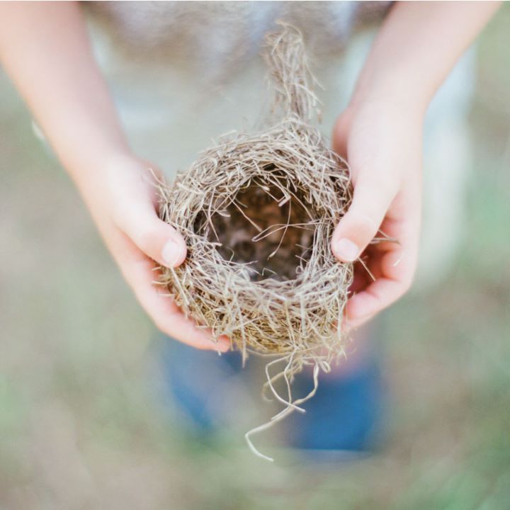 Bird's Nest Nature Photography