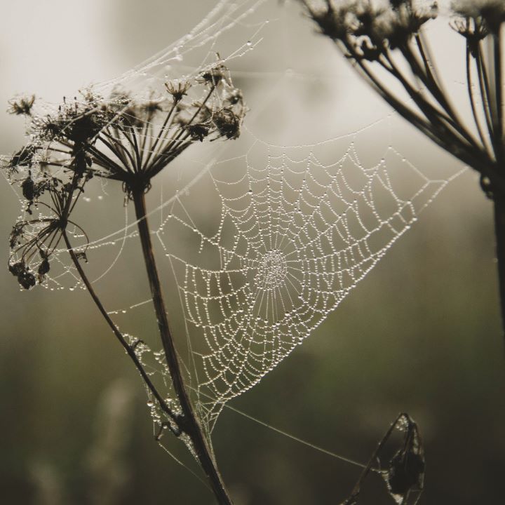 Spiderweb with Dewdrops Photo