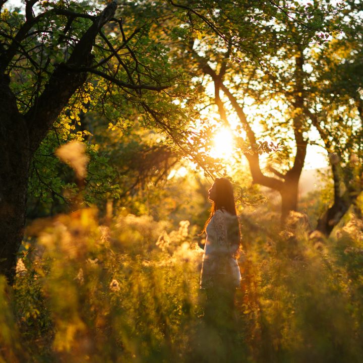 Sunlit Forest Photograph